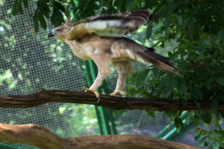  Javan aigle est un oiseau de taille moyenne en Indonésie
