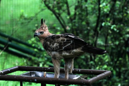 Téléchargez les photos : Javan aigle est un aigle de taille moyenne à l'île de Java. - en image libre de droit