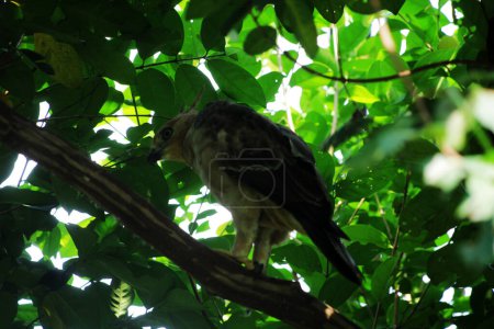 Téléchargez les photos : Valanga nigricornis, la sauterelle javanaise en Indonésie - en image libre de droit