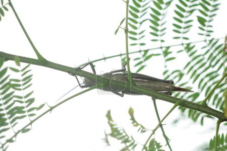 Valanga nigricornis, el saltamontes javanés en Indonesia