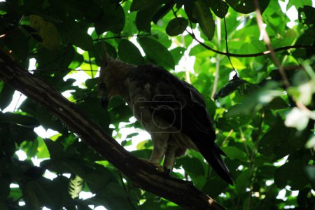 Photo for Javan eagle is a medium-sized eagle  to the island of Java. - Royalty Free Image
