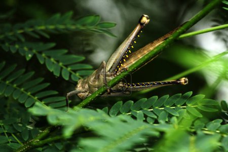 Téléchargez les photos : Valanga nigricornis, la sauterelle javanaise en Indonésie - en image libre de droit