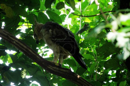 Téléchargez les photos : Javan aigle est un aigle de taille moyenne à l'île de Java. - en image libre de droit