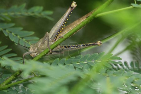 Photo for Valanga nigricornis, the Javanese grasshopper in Indonesia - Royalty Free Image