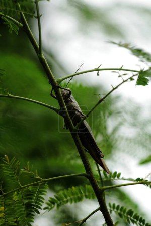 Valanga nigricornis, el saltamontes javanés en Indonesia