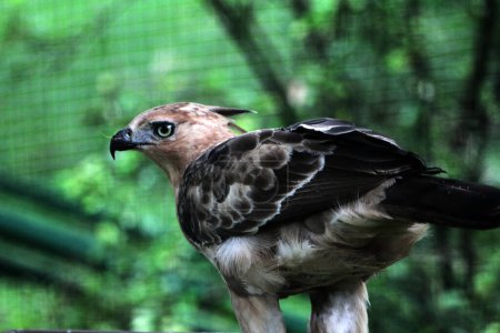 The Javan eagle is a medium-sized eagle species endemic to the island of Java. This animal is considered identical to the national symbol of the Republic of Indonesia, namely Garuda.