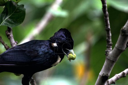 Basilornis celebensis or Sulawesi Myna is a species of bird endemic to the island of Sulawesi in Indonesia. It aids seed dispersal by consuming berries and helps control insect populations.