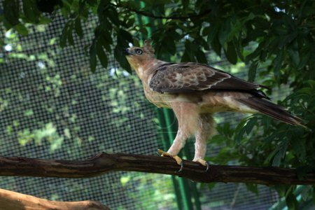 The Javan eagle is a medium-sized eagle species endemic to the island of Java. This animal is considered identical to the national symbol of the Republic of Indonesia, namely Garuda.