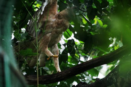 Foto de El águila de Java es una especie de águila de tamaño mediano endémica de la isla de Java. Este animal se considera idéntico al símbolo nacional de la República de Indonesia, a saber, Garuda.. - Imagen libre de derechos