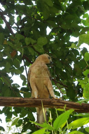 Der Javanadler ist eine mittelgroße Adlerart, die auf der Insel Java heimisch ist. Dieses Tier gilt als identisch mit dem Nationalsymbol der Republik Indonesien, nämlich Garuda.