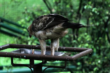 Foto de El águila de Java es una especie de águila de tamaño mediano endémica de la isla de Java. Este animal se considera idéntico al símbolo nacional de la República de Indonesia, a saber, Garuda.. - Imagen libre de derechos