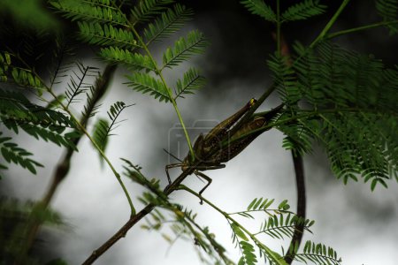 Téléchargez les photos : Valanga nigricornis est une espèce de sauterelles de la sous-famille des Cyrtacanthacridinae de la famille des Acrididae.. - en image libre de droit