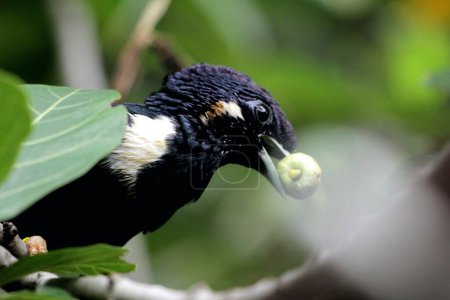 Téléchargez les photos : Basilornis celebensis ou Sulawesi Myna est une espèce d'oiseau endémique de l'île de Sulawesi en Indonésie. Il favorise la dispersion des graines en consommant des baies et aide à contrôler les populations d'insectes. - en image libre de droit