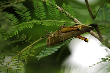 Valanga nigricornis, the Javanese grasshopper, also known as the Javanese bird grasshopper, is a species of grasshopper in the subfamily Cyrtacanthacridinae of the family Acrididae.
