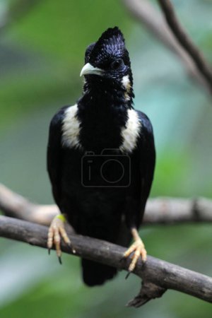 Photo for Basilornis celebensis or Sulawesi Myna is a species of bird endemic to the island of Sulawesi in Indonesia. It aids seed dispersal by consuming berries and helps control insect populations. - Royalty Free Image
