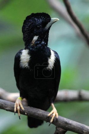Foto de Basilornis celebensis o Sulawesi Myna es una especie de ave endémica de la isla de Sulawesi en Indonesia. Ayuda a la dispersión de semillas consumiendo bayas y ayuda a controlar las poblaciones de insectos. - Imagen libre de derechos