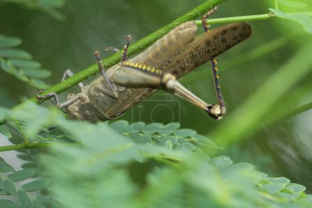 Téléchargez les photos : Valanga nigricornis est une espèce de sauterelles de la sous-famille des Cyrtacanthacridinae de la famille des Acrididae.. - en image libre de droit