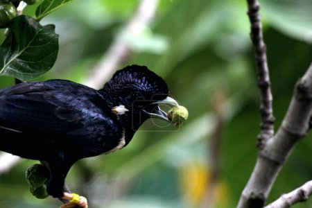 Basilornis celebensis or Sulawesi Myna is a species of bird endemic to the island of Sulawesi in Indonesia. It aids seed dispersal by consuming berries and helps control insect populations.