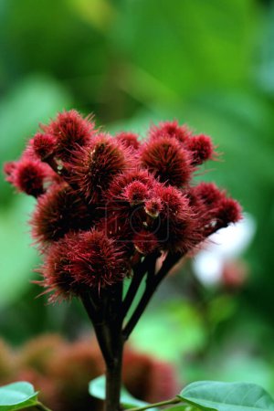 Foto de Brotes de flor de annatto, Bixa orellana en el jardín - Imagen libre de derechos