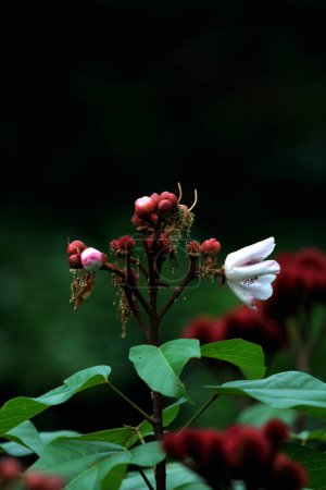 Annatto-Blütenknospen, Bixa orellana im Garten