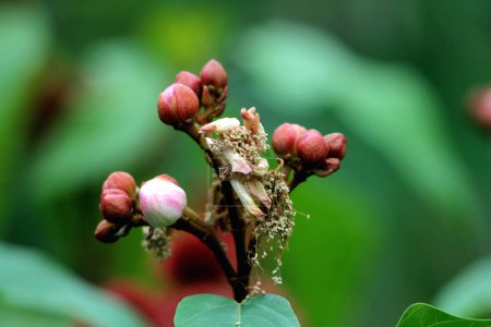 Foto de Brotes de flor de annatto, Bixa orellana en el jardín - Imagen libre de derechos
