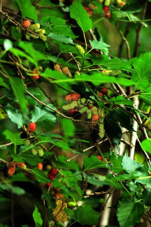 Photo for A closeup of  mulberries on the branch of a tree - Royalty Free Image