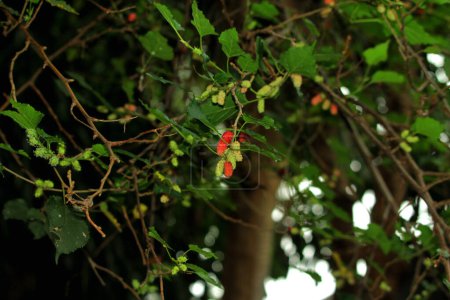 Foto de Un primer plano de moras en la rama de un árbol - Imagen libre de derechos