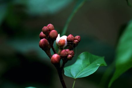 annatto flower buds,  Bixa orellana  in the garden