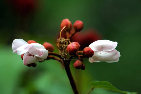 Annatto-Blütenknospen, Bixa orellana im Garten