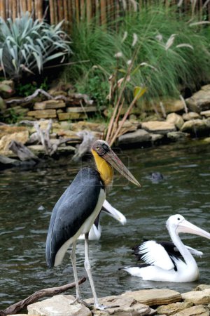 Foto de Hermosas aves junto al estanque en el parque - Imagen libre de derechos