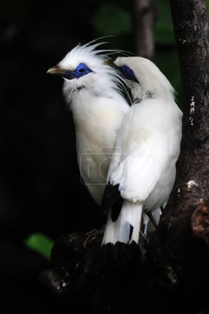 Foto de Bali myna pájaros en rama de árbol - Imagen libre de derechos