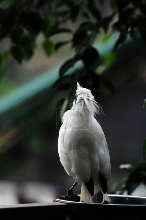Bali myna pájaro en el árbol, de cerca