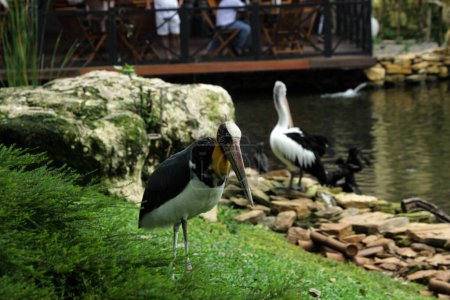 hermosas aves junto al estanque en el parque