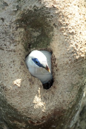 Photo for Bali myna bird on tree, close up - Royalty Free Image