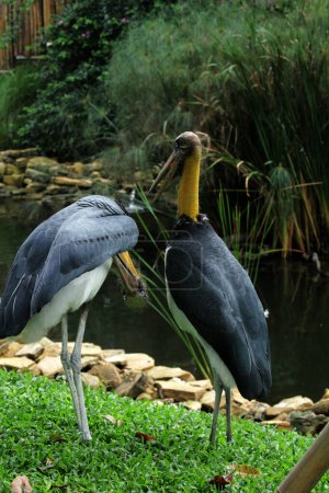 lesser adjutant storks by pond in park