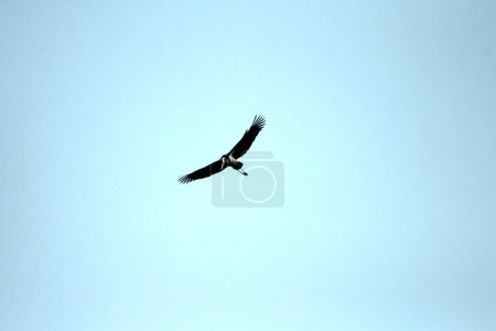 Foto de El ayudante menor (Leptoptilos javanicus) en el cielo - Imagen libre de derechos