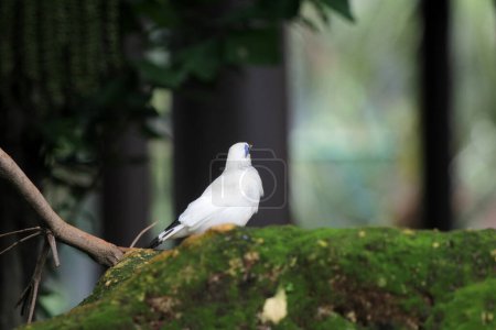 Bali myna bird on tree, close up
