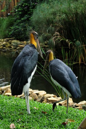 Photo for Lesser adjutant storks by pond in park - Royalty Free Image