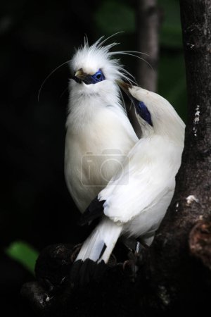 Photo for Bali myna birds on tree branch - Royalty Free Image