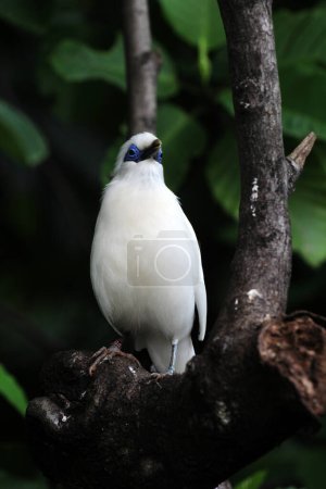 Bali myna bird on tree, close up
