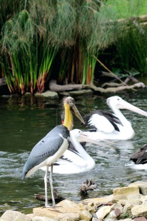 Foto de Hermosas aves junto al estanque en el parque - Imagen libre de derechos