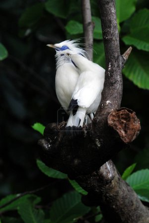 Bali myna birds on tree branch 