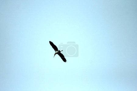 Foto de El ayudante menor (Leptoptilos javanicus) en el cielo - Imagen libre de derechos