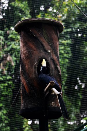  exotic bird Anthracoceros albirostris in zoo