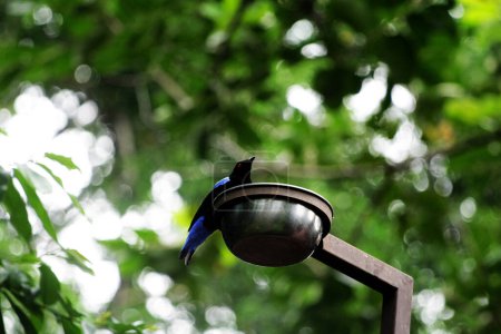 Philippinischer Elfen-Blauvogel im Park 