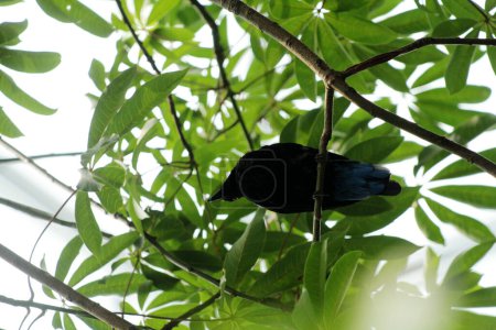 Filipina Hada-Bluebird en el parque 