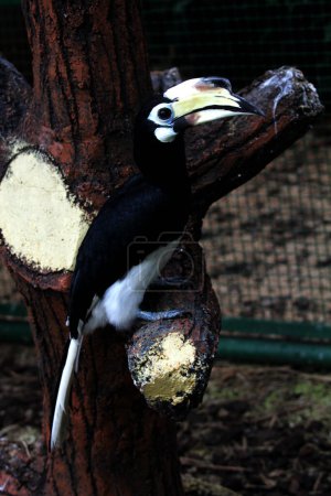 Foto de Ave exótica Anthracoceros albirostris en zoológico - Imagen libre de derechos