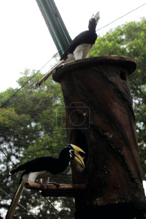 Foto de Aves exóticas Anthracoceros albirostris en zoológico - Imagen libre de derechos