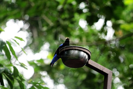 Philippine Fairy-bluebird in park 