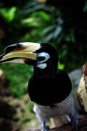 Téléchargez les photos : Oiseau exotique Anthracoceros albirostris dans le zoo - en image libre de droit